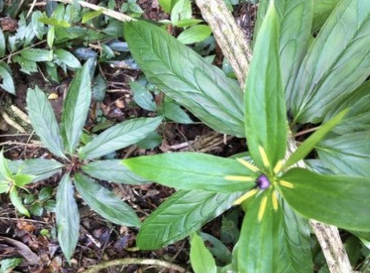 竹子下的1种“杂草”，看到别去踩，晒干后1斤“500元”，珍贵