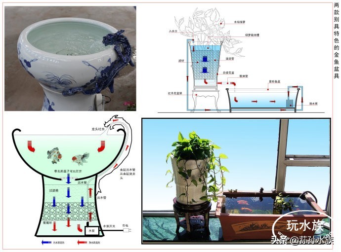 古法养金鱼全攻略,古法养金鱼开缸