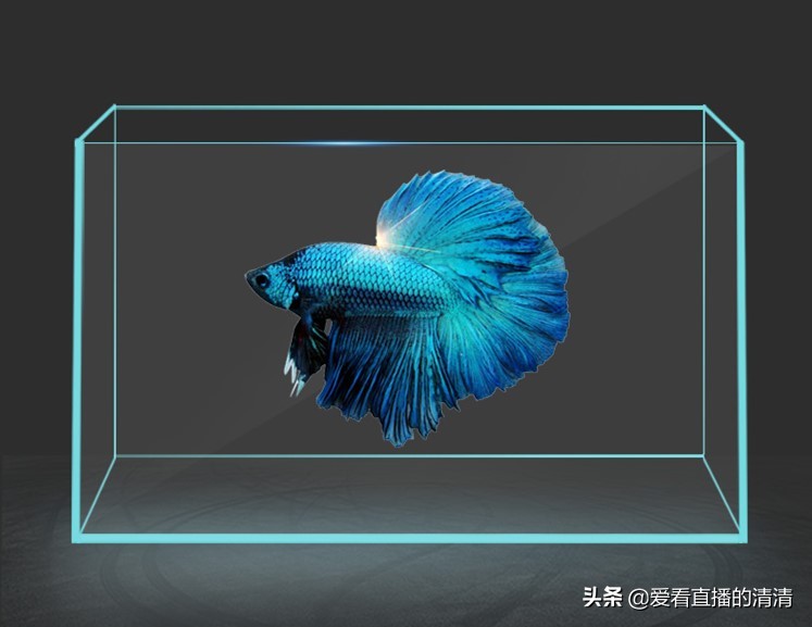 家里小金鱼怎么养才能活得长久,过年了养几条小金鱼