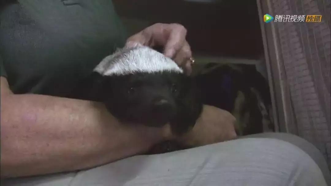 跟狮子抢肉，怼非洲鬣狗，看硬核“平头姐”成长史！