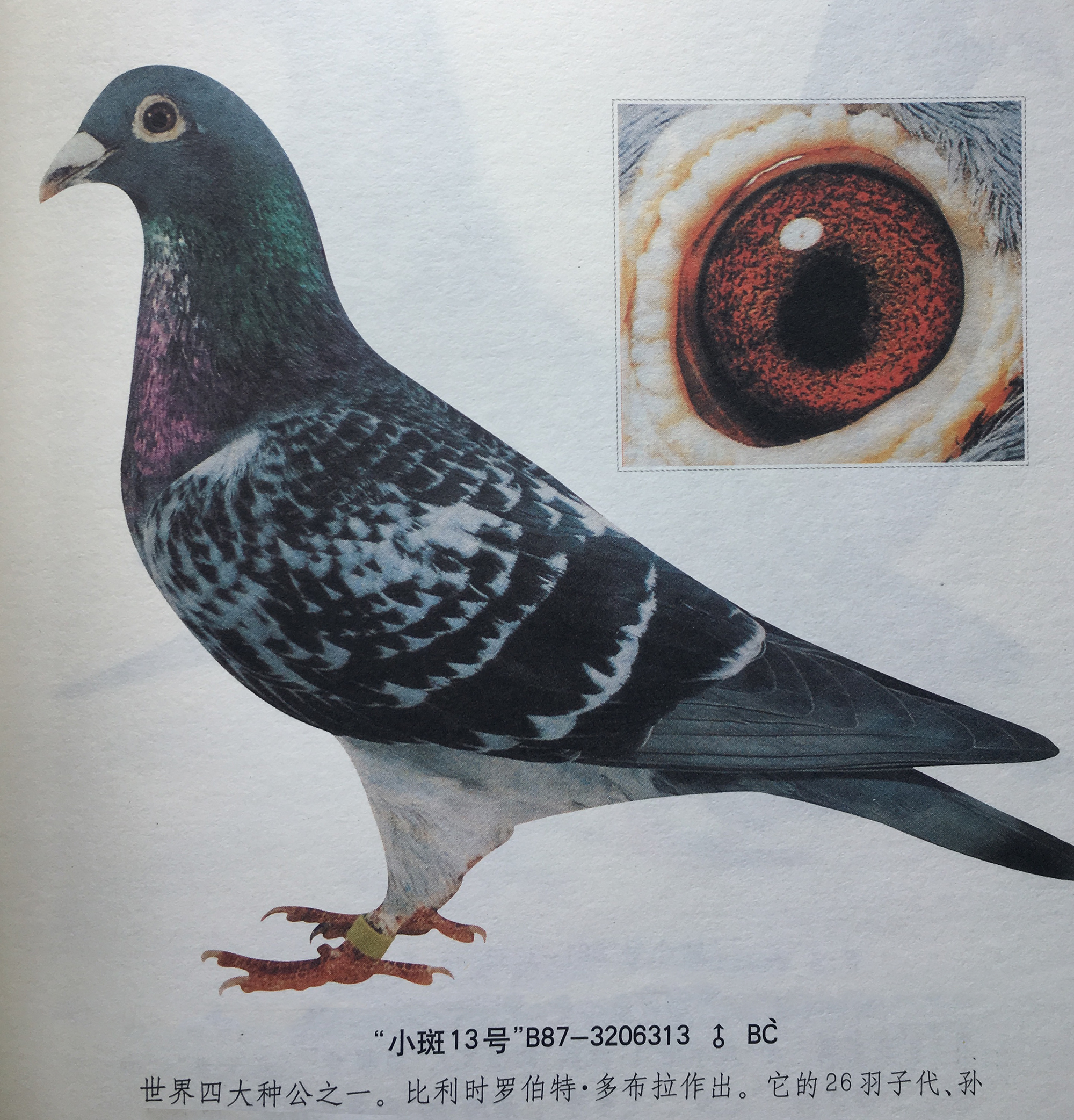 九方皋相马启示,从九方皋相马得到什么启示