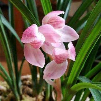 养兰要怎样养,新手养兰选择什么品种的兰花好