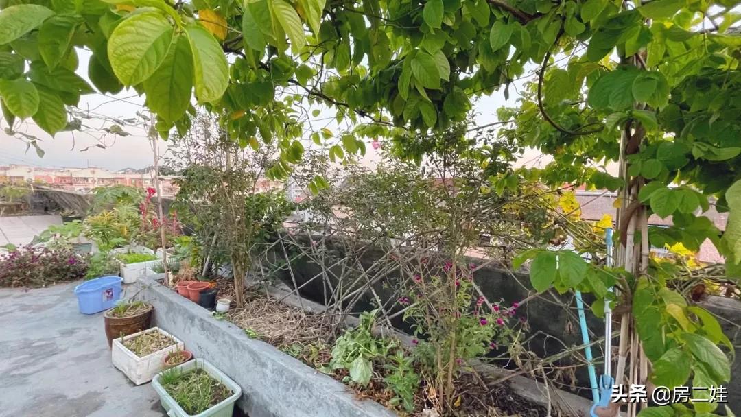 房二娃:MMP,这房子,我不卖了