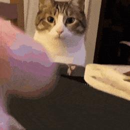 猫属于肉食动物一般不吃什么,猫咪是肉食动物为什么也吃饼干