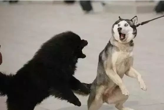 什么狗能打得过二哈,一群狗打二哈吓腿软