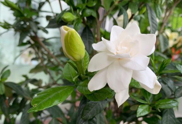 栀子花花苞不开怎么修剪,栀子花花苞不开就掉了怎么办