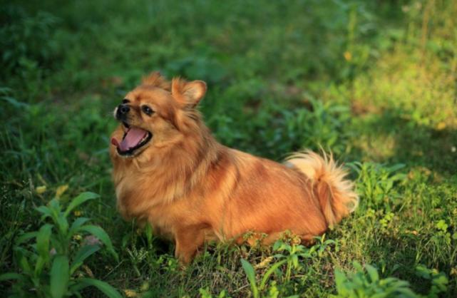 狗狗泪痕溃疡能好吗,狗狗溃疡特效药