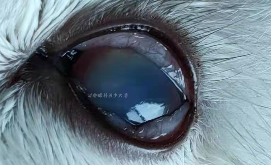 猫眼睛发红发紫是怎么回事,猫眼睛发白有眼屎怎么回事