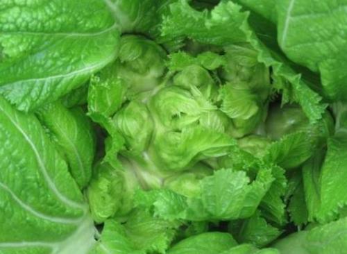 儿菜病虫害图片大全,儿菜优良品种种植技术