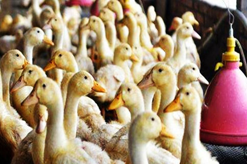 赊苗赊料，管技术包回收，农民不用投钱合作养殖，是馅饼还是陷阱