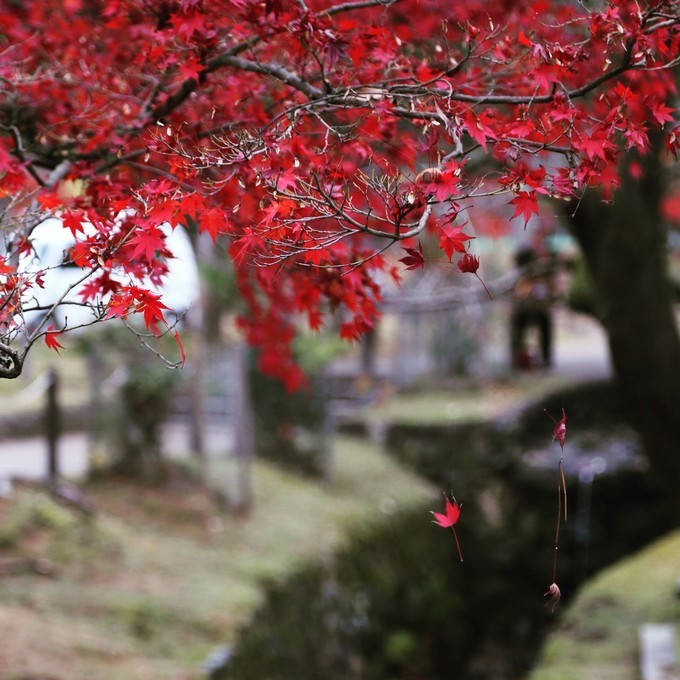 日本京都枫叶季旅游攻略,日本关西赏枫旅游攻略