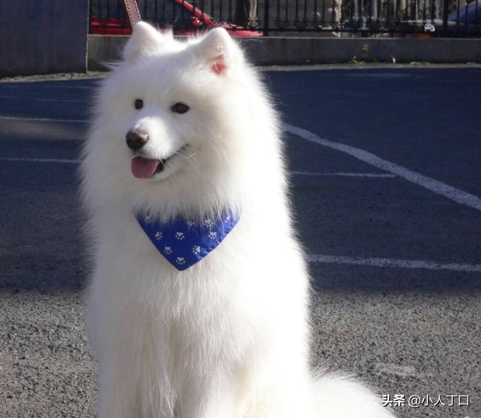 生活中常见的十种宠物狗，你认识多少？小白科普贴