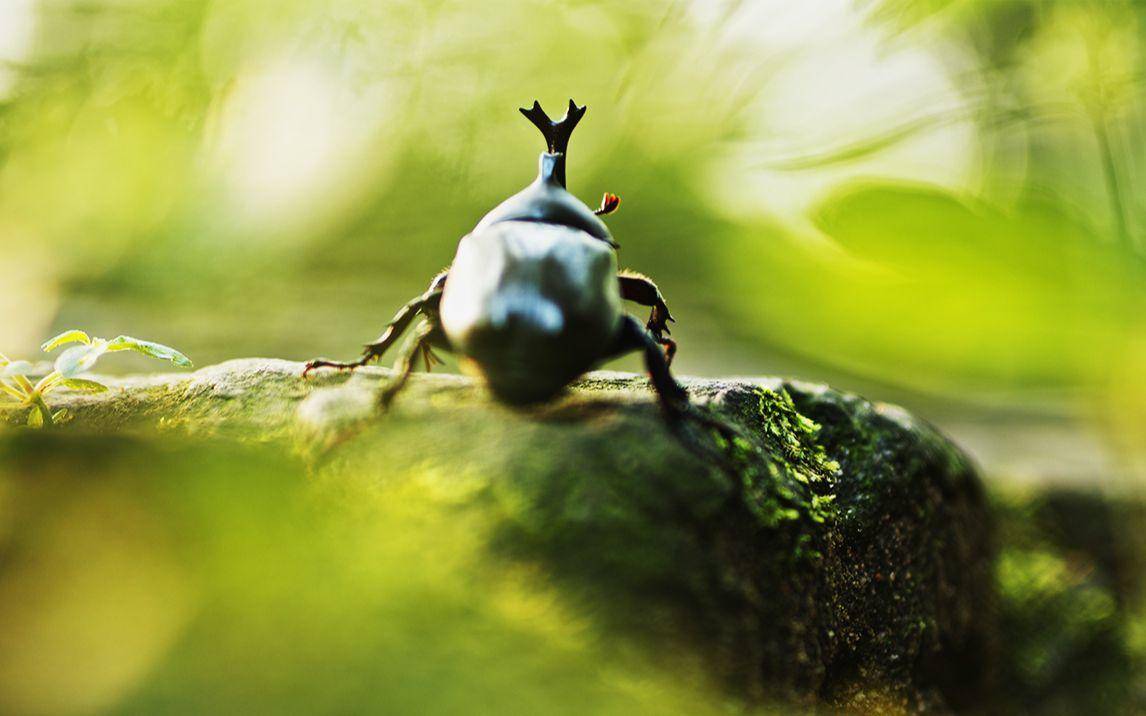 在家不无聊系列,在家不会无聊的视频