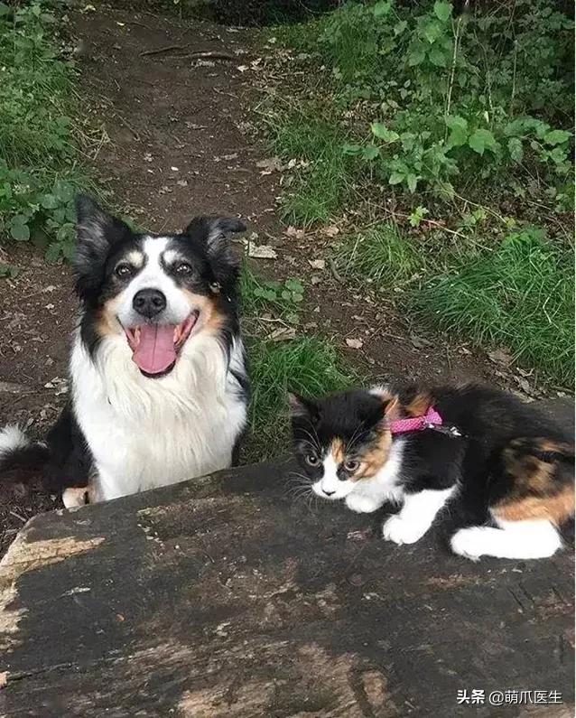 猫咪长大后还认得出兄弟姐妹吗,猫咪长大还记得自己的同胞兄弟吗