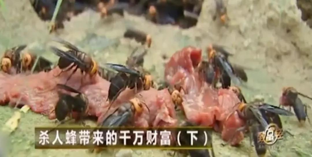 杀人蜂为什么那么可怕,杀人蜂到底有多厉害