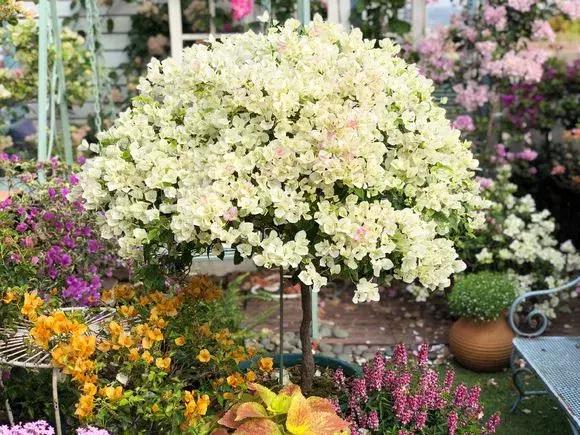 榕树冬天黄叶是什么原因,花卉黄叶原因判断