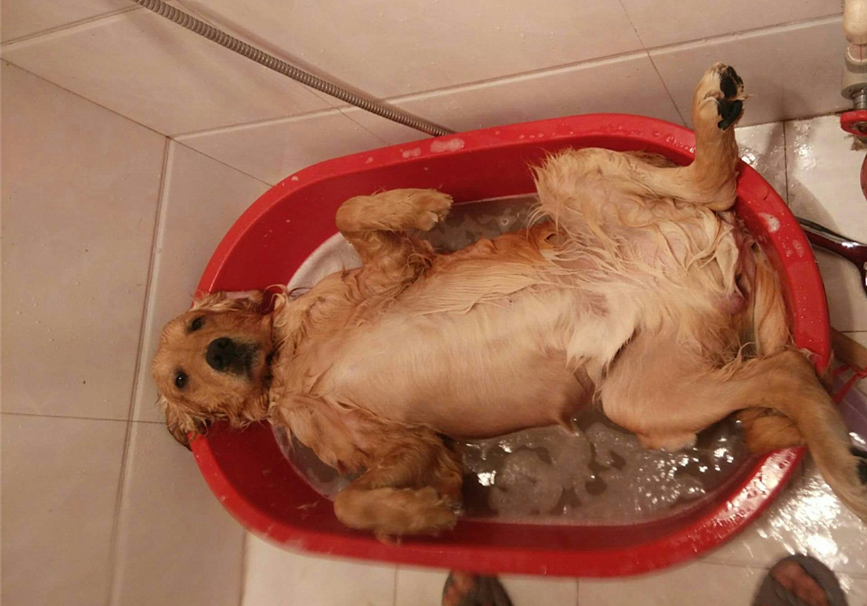 狗子洗澡的正确方法,去宠物店给狗洗澡注意什么