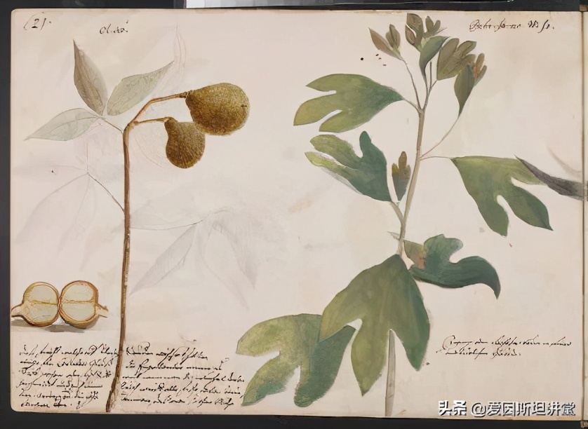 北美土著的日常是什么样子？这个年轻的殖民者一一画了下来