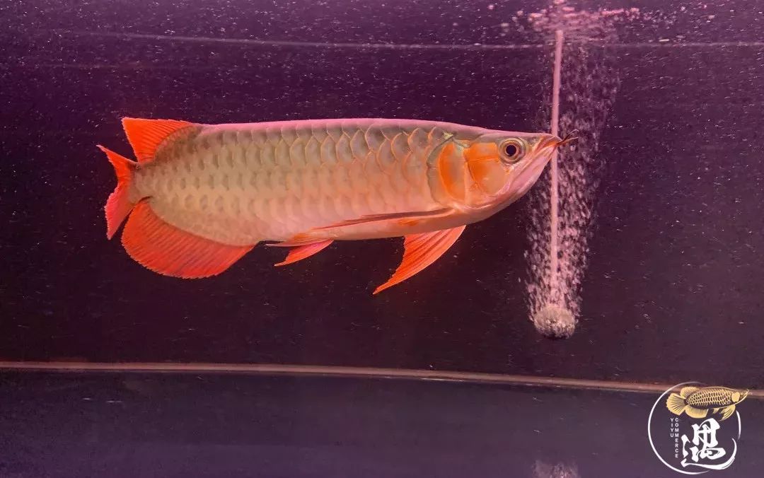 龙鱼发色用太阳好还是灯好,龙鱼发色灯和增艳灯区别