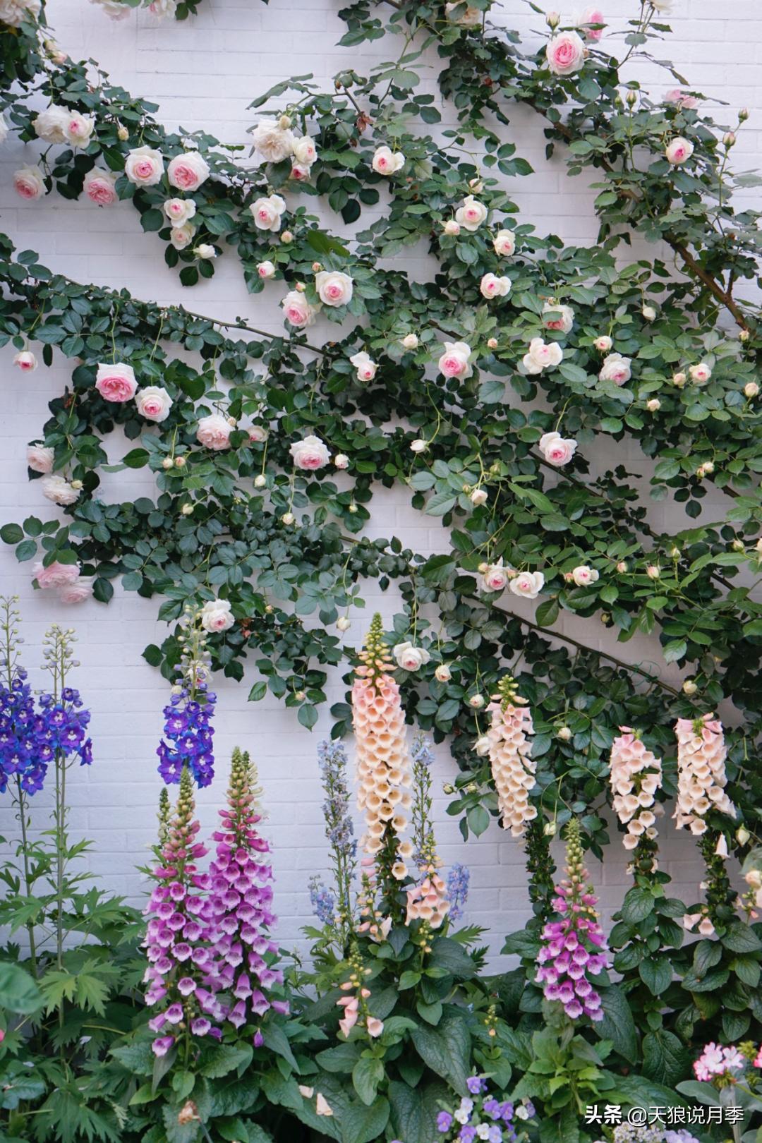 如何打造四季开花的花园,如何打造四季都有花的花园