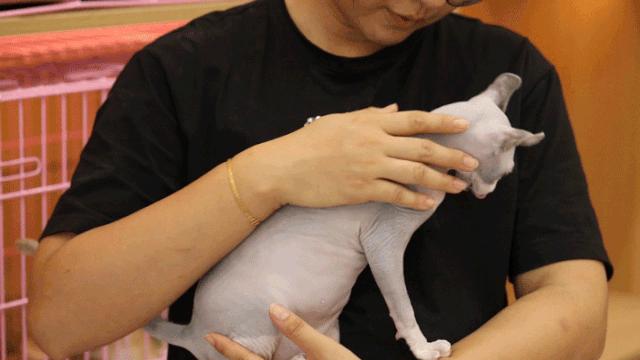 仙女猫专卖店介绍,仙女猫专卖店一览表