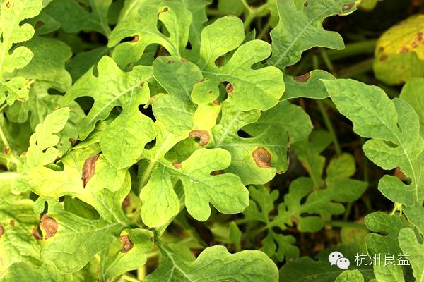 西瓜病虫害一本通表,西瓜红薯种植病虫害防治