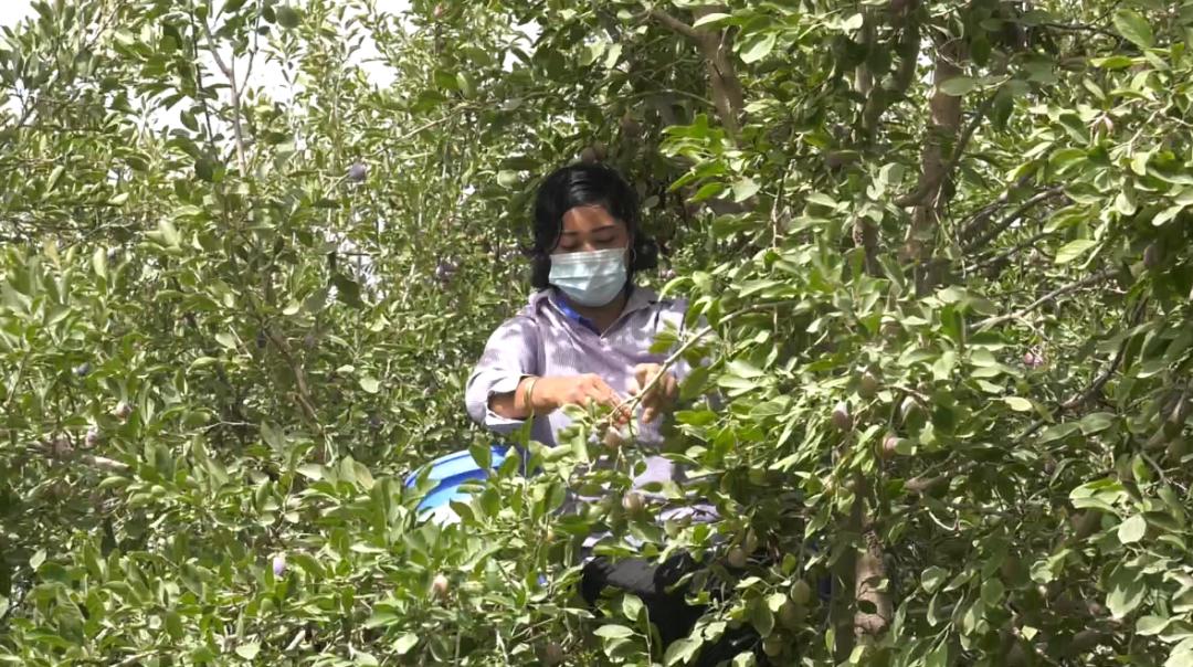 「乡村振兴」西梅喜获丰收为农民带来好“钱景”