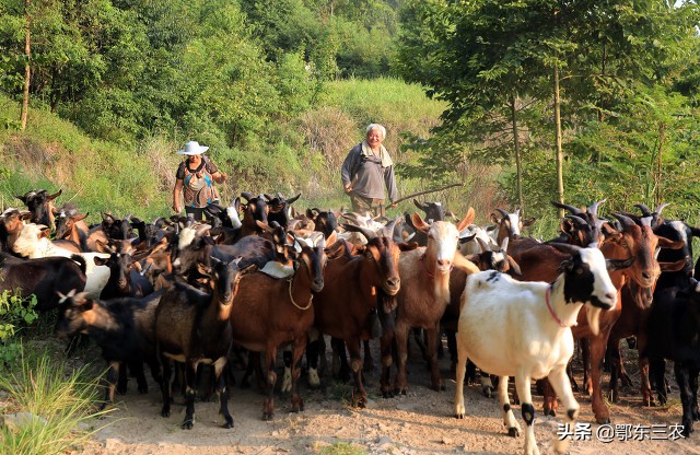 农村住人忌讳什么风水,农村老话为什么恩爱夫妻难到头