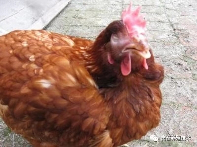 鸡出现肿头肿脸喂什么药,如何治疗鸡肿头肿脸