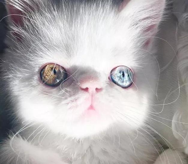 人类宠物到底有多可爱,人类为何喜爱人造宠物