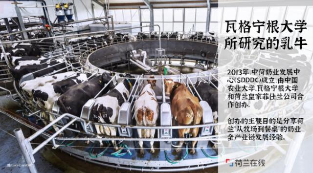 荷兰奶粉管理严吗,荷兰奶粉攻略