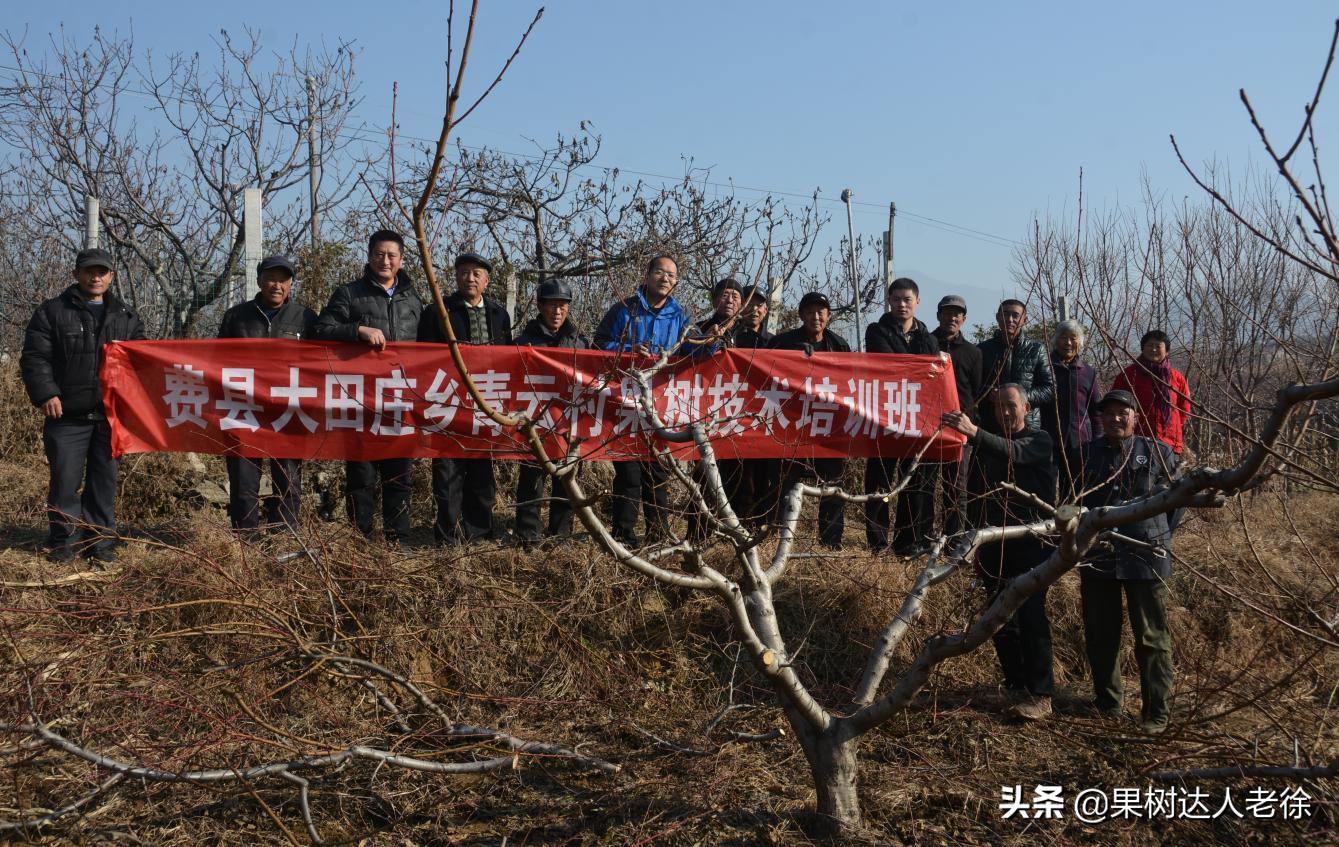 桃树长枝修剪视频,桃树长枝修剪方法
