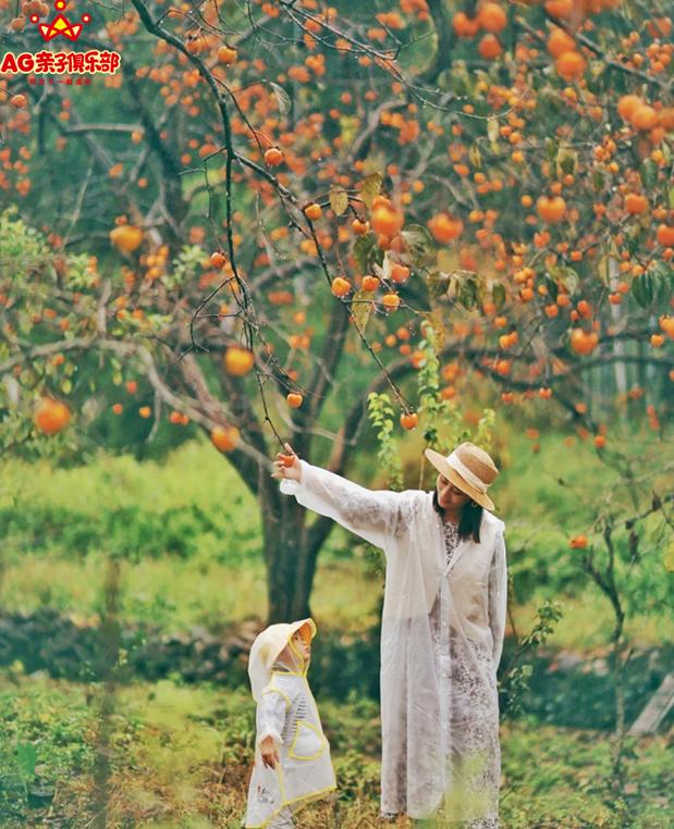 柿柿如意今秋造访最美柿子乡,金秋十月收获的季节柿柿如意