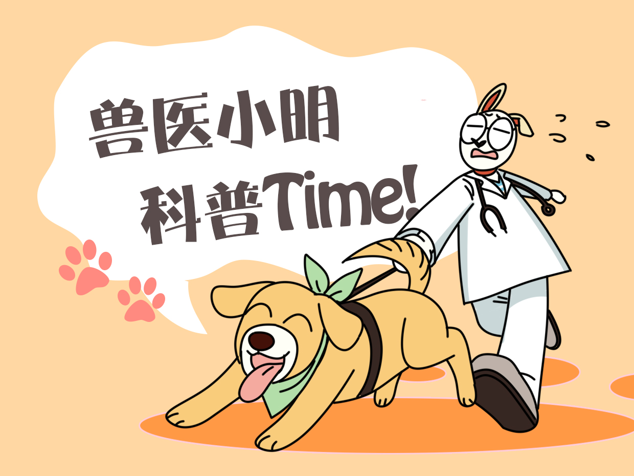 新手怎么养乌龟最合适,新手怎么养乌龟教学视频