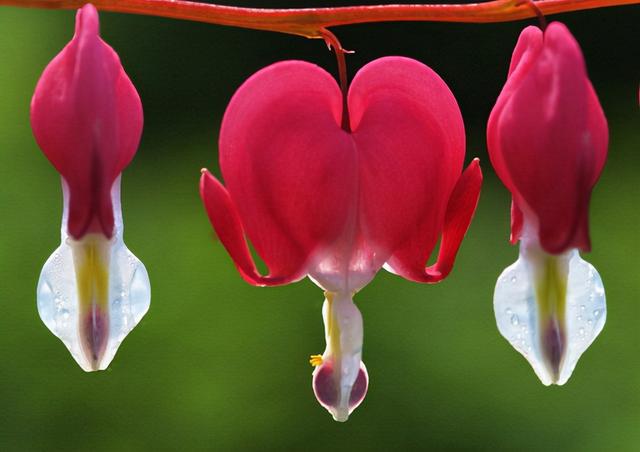十大吉祥花,十大旺宅吉祥花