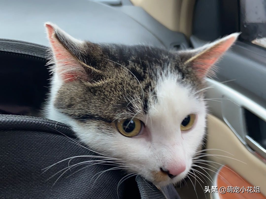 救助的流浪猫绝育,流浪猫因为绝育后生病了怎么办