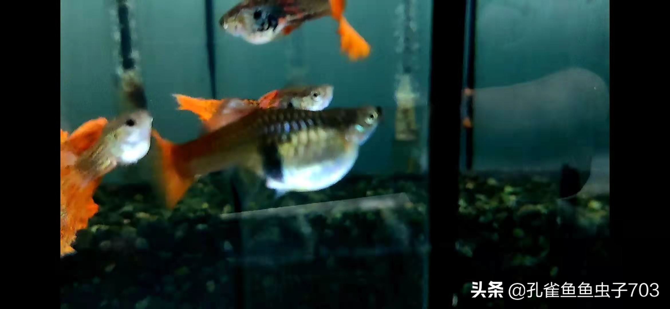 孔雀母鱼多久生一次,孔雀母鱼生一半不生了