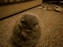 众所周知的猫咪,猫咪是液体也是固体