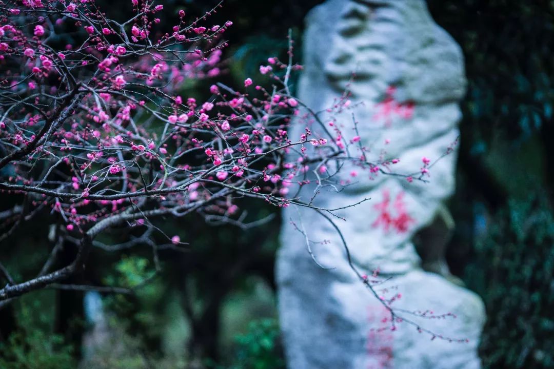 江南三大梅园,杭州江南三大梅花