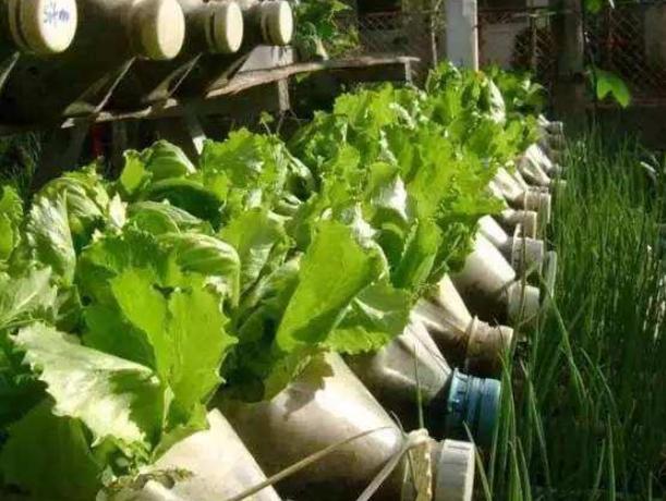 家用塑料桶怎么改花盆,塑料桶怎么做花盆架子视频教程