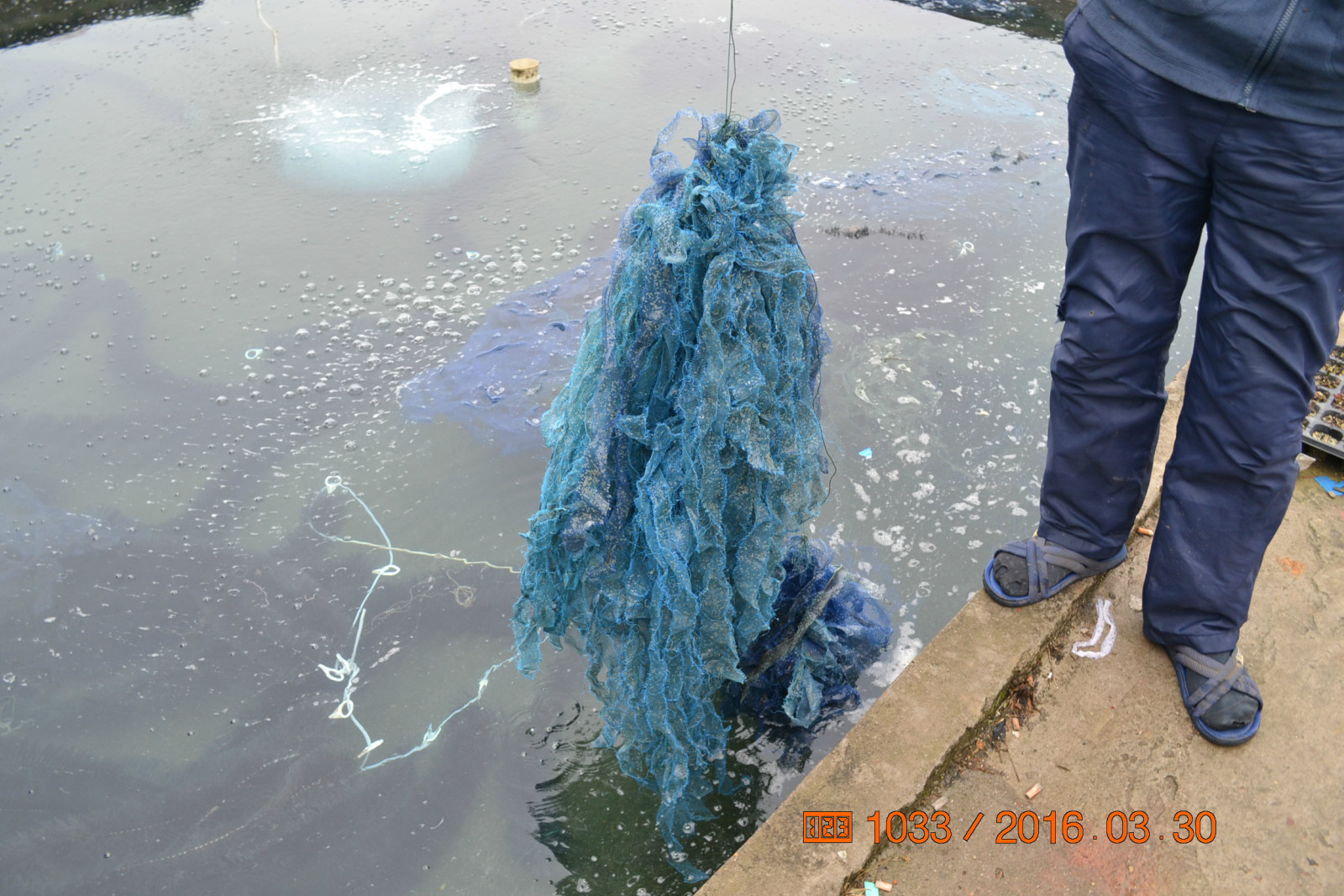 锦鲤池养殖方法图解,锦鲤繁殖全过程纪录片