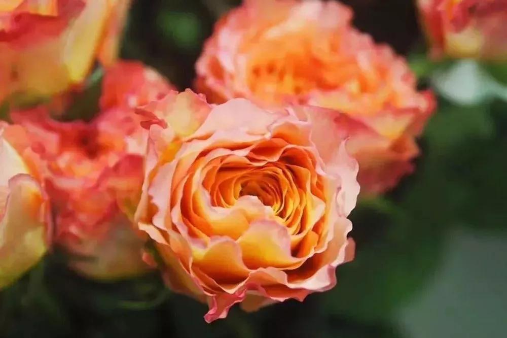 花店常用玫瑰花品种大全,一篇文章带你认识三亚40种花