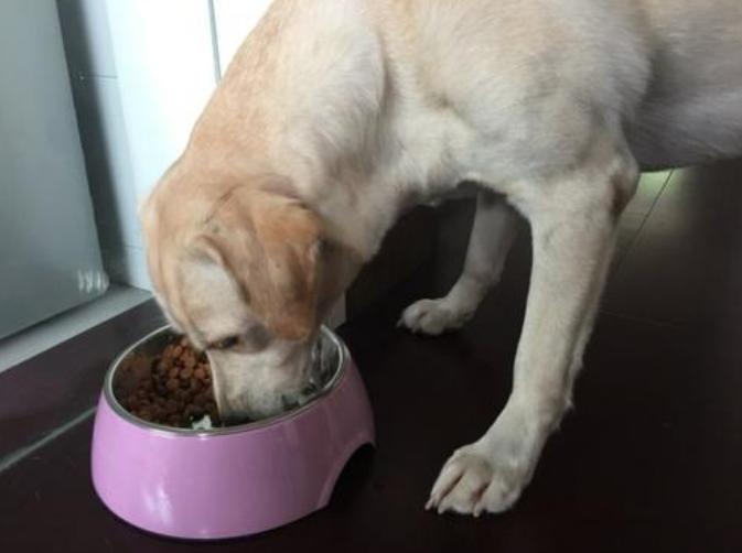 新手养狗需要的必备用品,养狗一定要买的日常东西有哪些