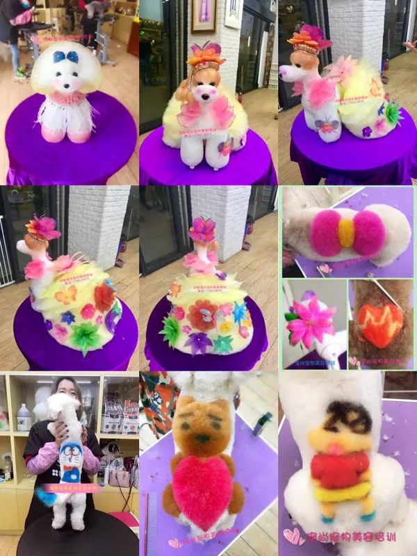 宠物美容专业的职业规划,宠物美容的理解与想法