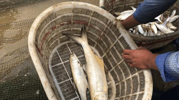 吴阳拉大网后续,吴阳直播海鲜