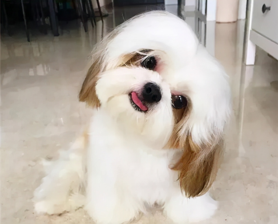 狗狗买什么品种最合适,怎么给狗狗选择宠物狗品种