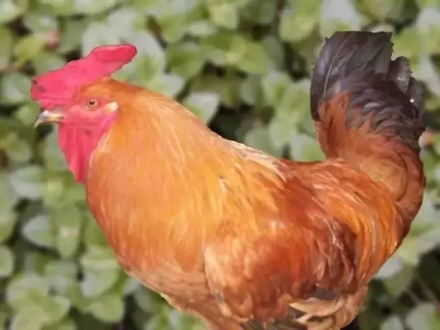 它是天然健脑菜春天吃正旺盛,养肝的滋补食材