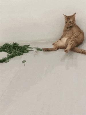 猫咪吸了猫薄荷后困正常吗,喵星人吸猫