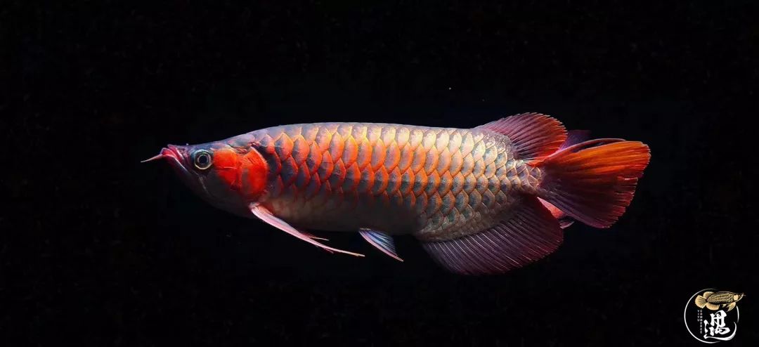 因为换水不规律，我的龙鱼烧尾了...