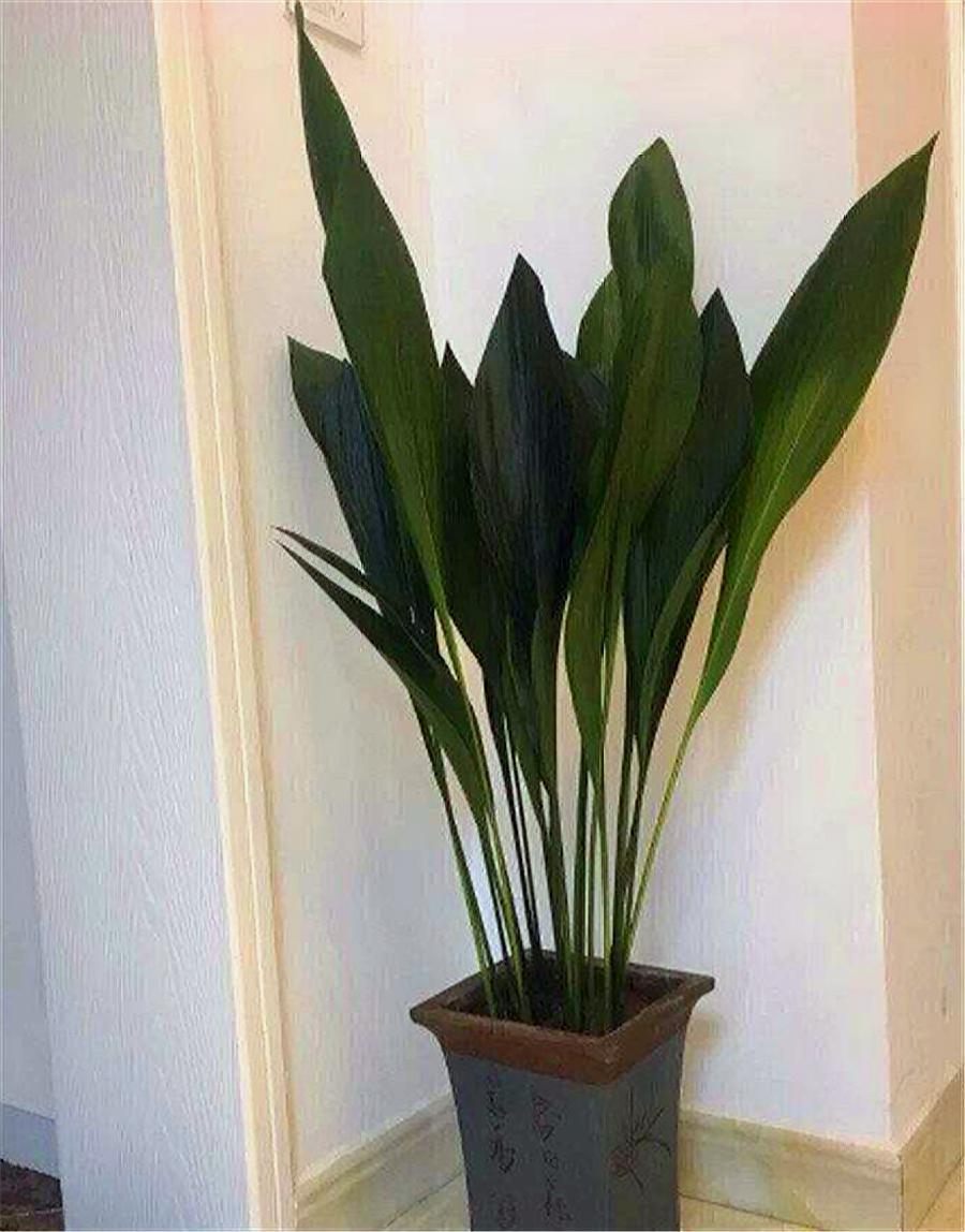 一叶兰的叶子长得又矮又小,一叶兰多久长新叶